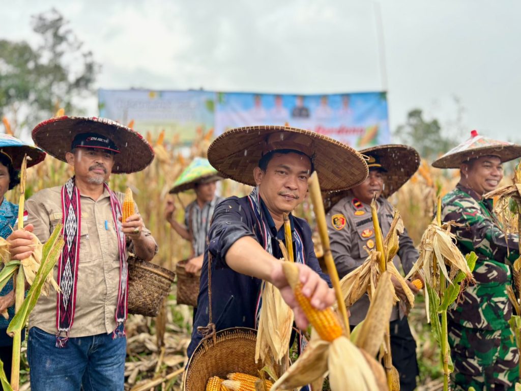 Wakil Bupati Sintang, Florensius Ronny saat panen raya pertama jagung hibrida di Desa Mapan Jaya, Kecamatan Kayan Hulu pada Minggu, 7 September 2025.